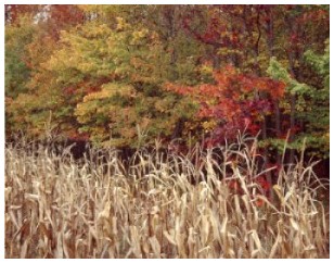 cornfield